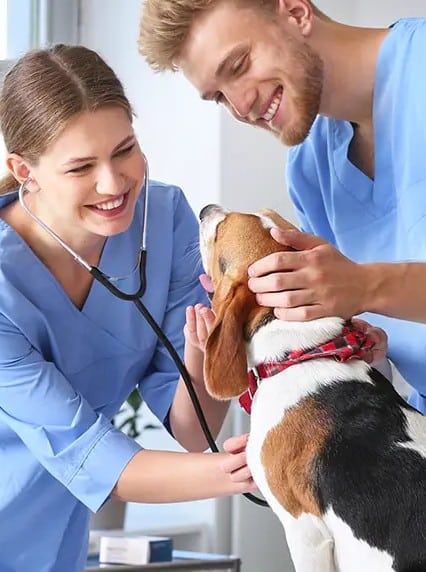 Veterinary Assistant
